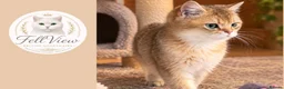 British Shorthair cats for stud: Proven Golden British Shorthair Stud “Garfield”  - Advert 5