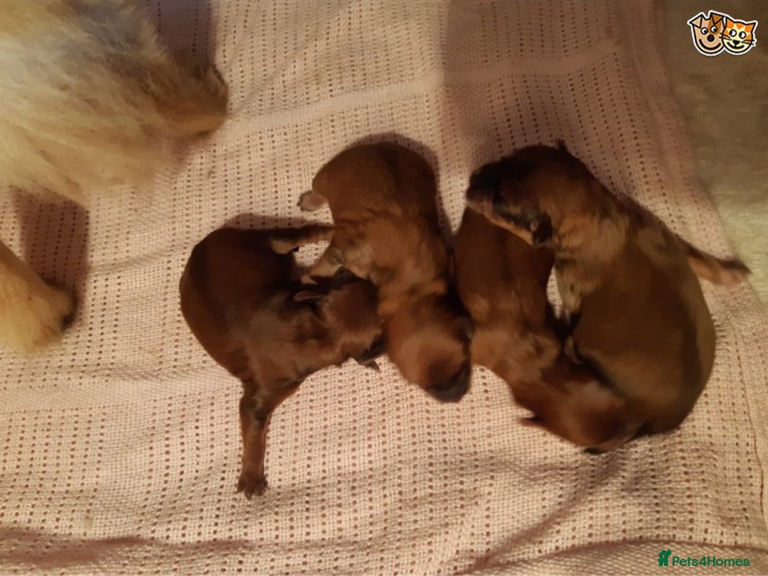 Toy Poodle dogs for stud: KC (FULLY HEALTH TESTED )RED TOY POODLE STUD in Galston - Advert 5