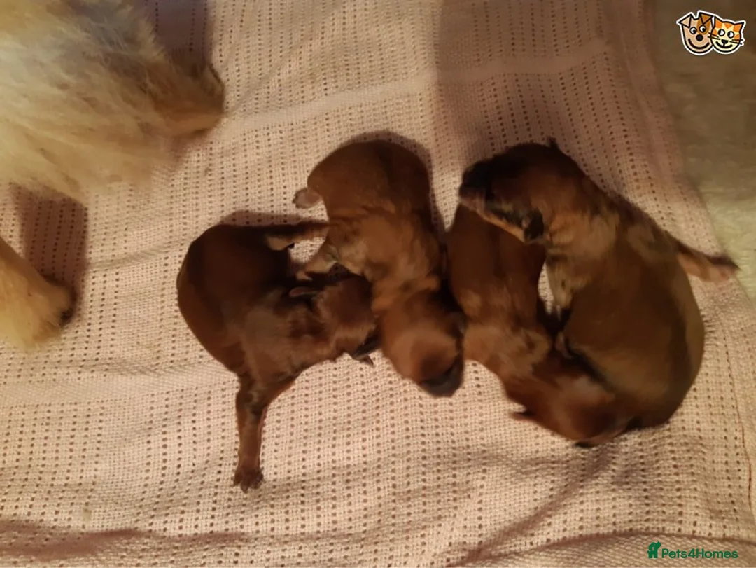 Toy Poodle dogs for stud: KC (FULLY HEALTH TESTED )RED TOY POODLE STUD in Galston - Advert 5