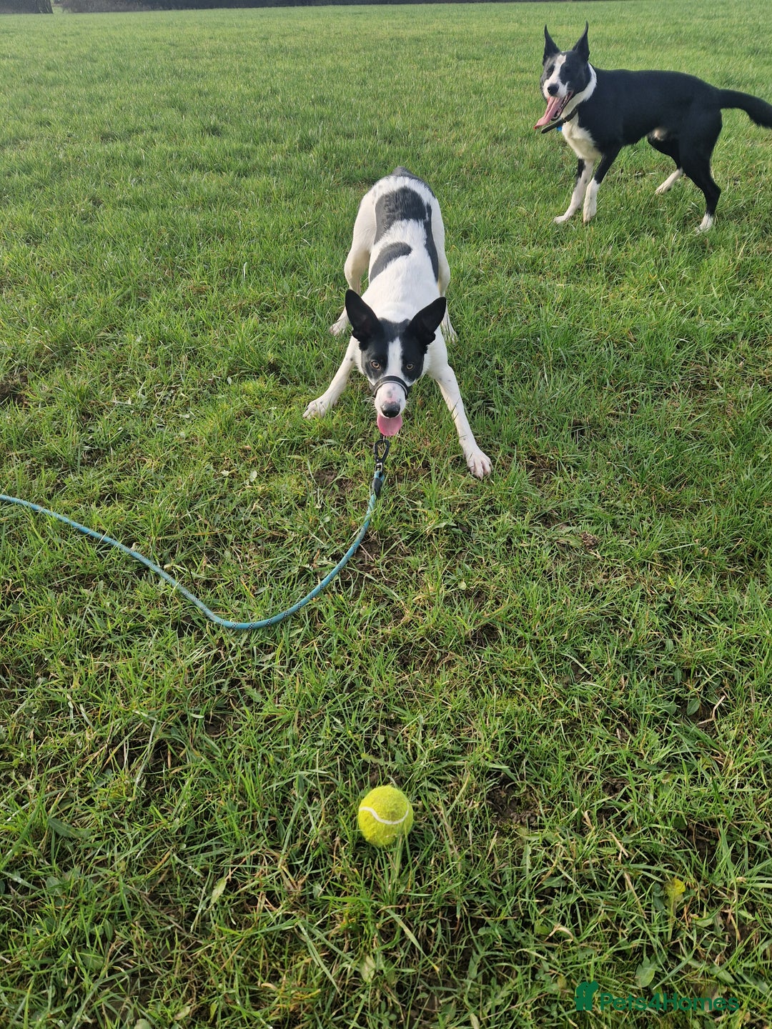 Border Collie dogs for sale: Luna aka Looney! - Advert 4
