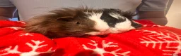 Guinea Pig rodents for sale: Pair of male guinea pigs 6 months and 9 weeks old - Advert 5