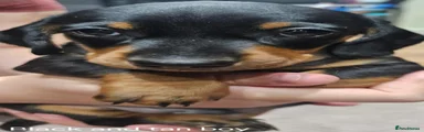 Miniature Dachshund.