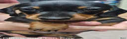 Miniature Dachshund dogs for sale: Beautiful miniture daschund puppies. in Redcar - Advert 28