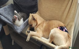 Mixed Breed dogs for sale: Gorgeous, playful malchi boy - Image 4