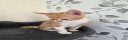 Mixed Breed cats for sale: Beautiful kittens looking for their forever homes  - Advert 30