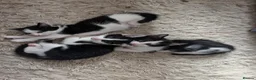Domestic Shorthair cats for sale: 2 black&white kittens looking for home !  in London - Advert 1