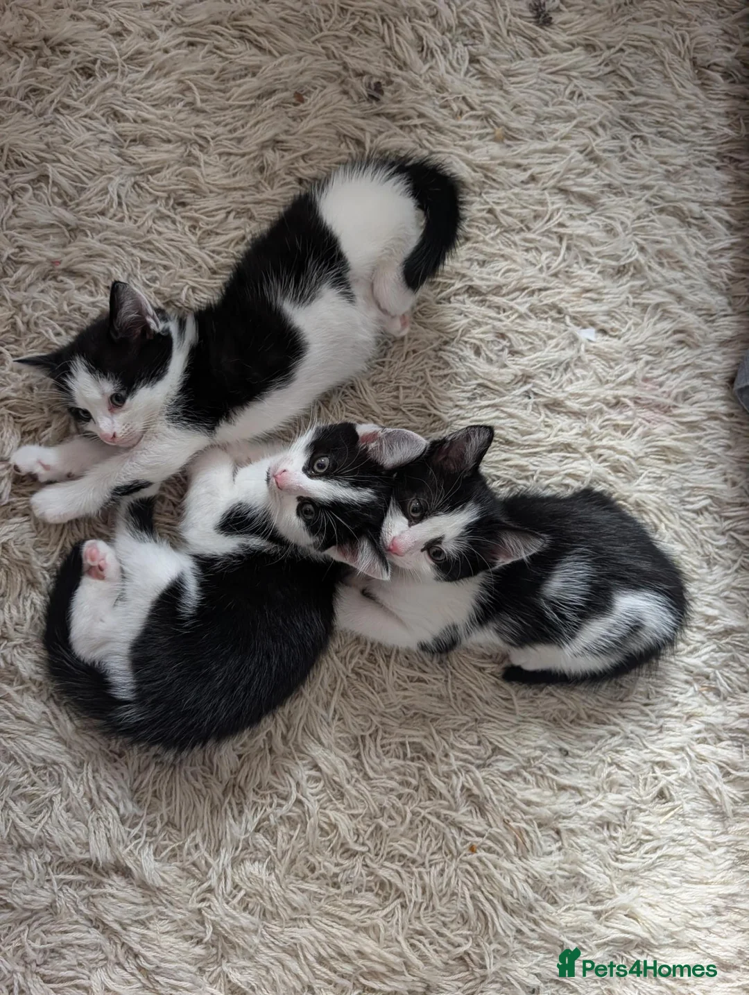 Domestic Shorthair cats for sale: 2 black&white kittens looking for home !  in London - Advert 1