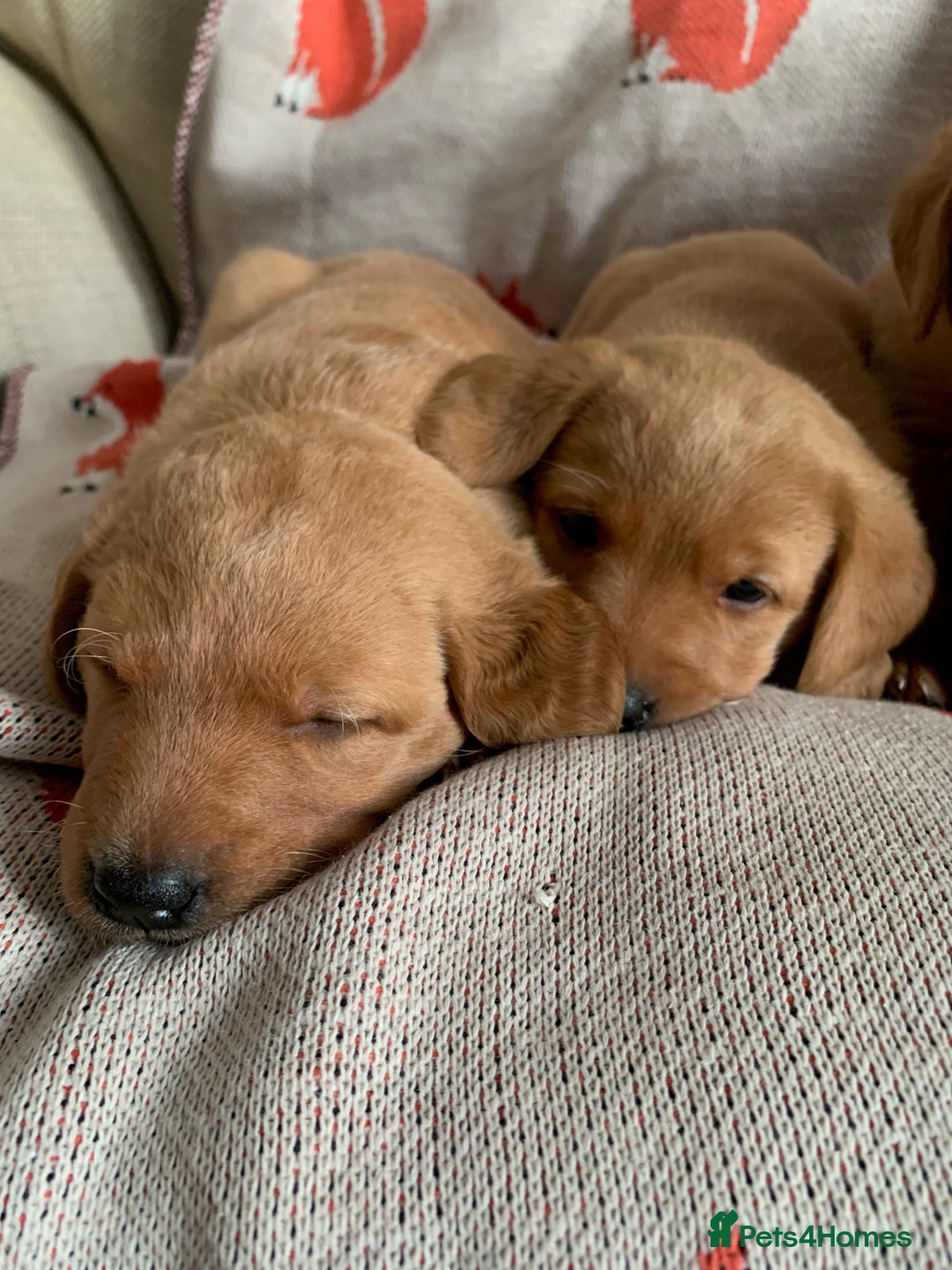 Labrador Retriever dogs for sale: Gorg KC reg labradors with amazing lineage - Advert 15