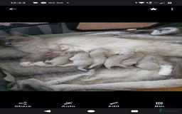 Ragdoll cats for sale: 4 stunning ragdoll kittens left - Image 1