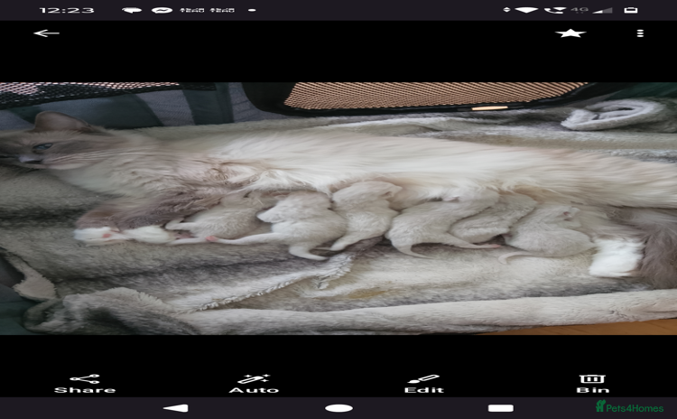 Ragdoll cats - Advert 1