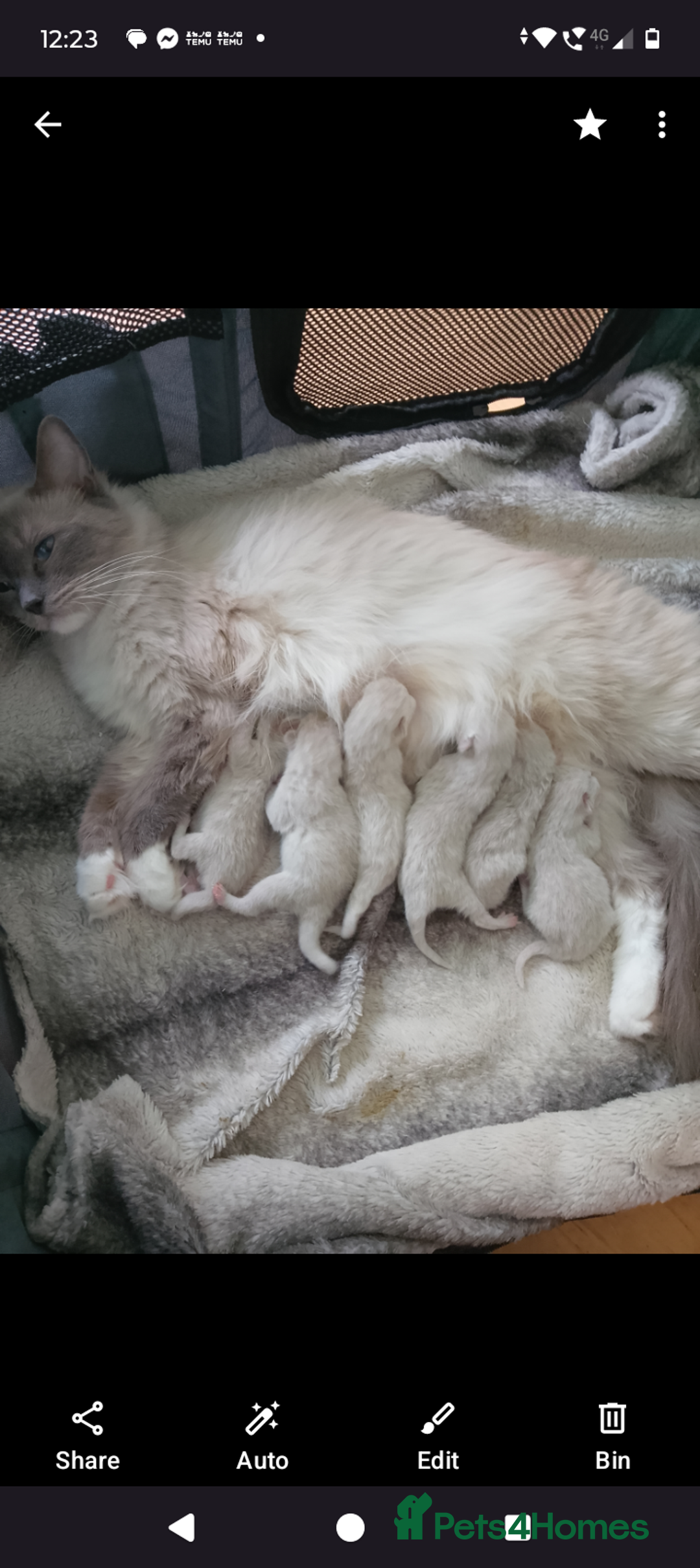 Ragdoll cats for sale: 4 stunning ragdoll kittens left - Image 1