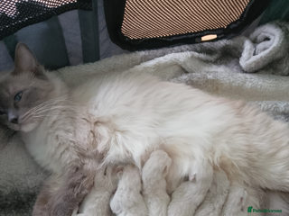 Ragdoll cats - Advert 1