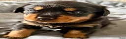 Rottweiler dogs for sale: 2 Gorgeous full pedigree Rottweiler puppies left  - Advert 14