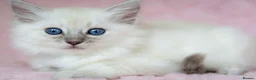 Ragdoll cats for sale: Stunning Ragdolls Reserve Now. - Advert 21
