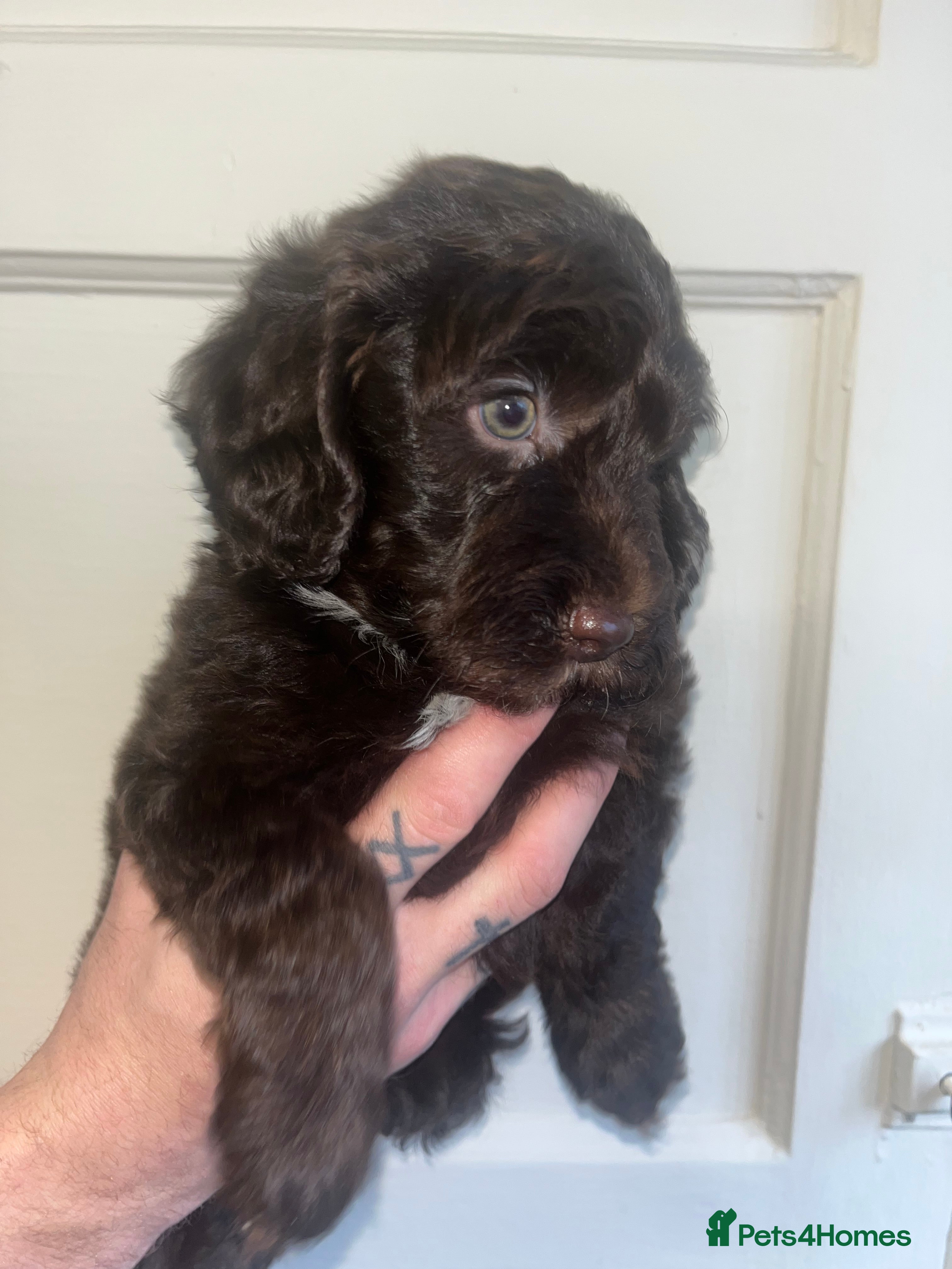 Sproodle dogs ONLY TWO LEFT!  Sproodle puppies - Advert 1