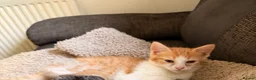 Mixed Breed cats for sale: Oriental x British Longhair Kittens - Advert 3