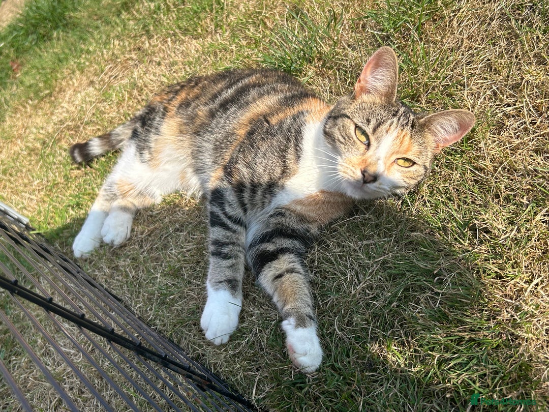 Mixed Breed cats for sale: 2 year old spayed female  - Advert 2