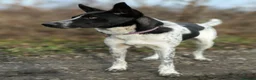 Mixed Breed dogs for adoption: 💙🐶 LEVKO – THE DOG WHO HAS ALL HOME PET HABITS in Burton-on-Trent - Advert 16