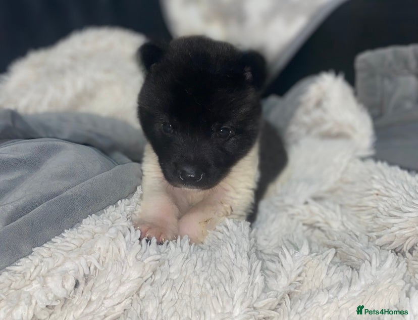 Akita dogs Beautiful American Akita Puppies 9 Boys 3 Females  - Advert 1