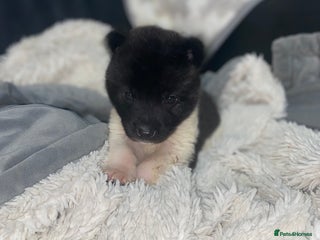 Akita dogs Beautiful American Akita Puppies 9 Boys 3 Females - Advert 1