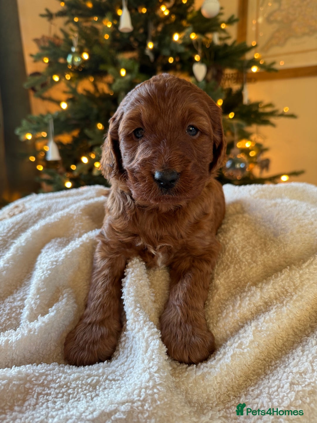 Australian Labradoodle dogs for sale: Deepest Red Australian Labradoodles - Advert 4