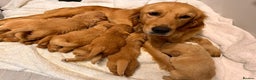 Golden Retriever dogs for sale: beautiful KC GR READY 23/12/25 - Advert 1
