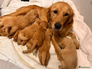 Golden Retriever dogs beautiful KC GR READY 23/12/25 - Advert 1