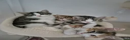 Mixed Breed cats for sale: Kittens available - Advert 14