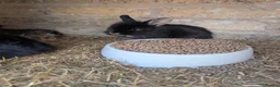 Lionhead rabbits for sale: Bunnies for sale  - Advert 2