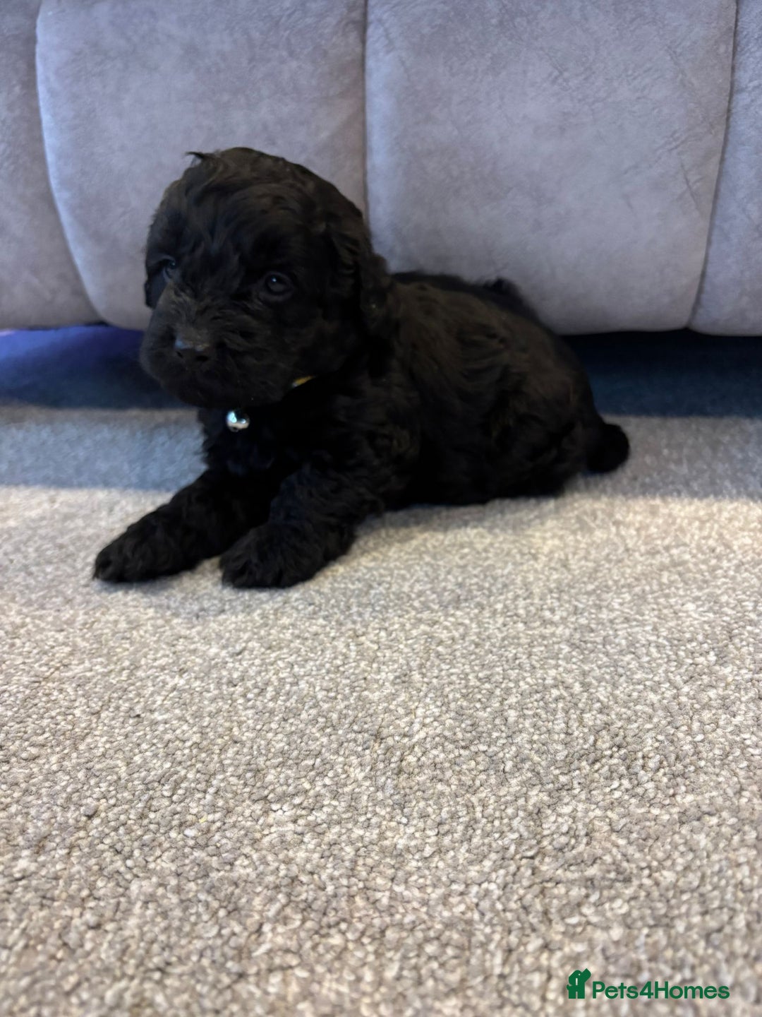 Cockapoo dogs for sale: Six stunning cockapoo puppies - Advert 9