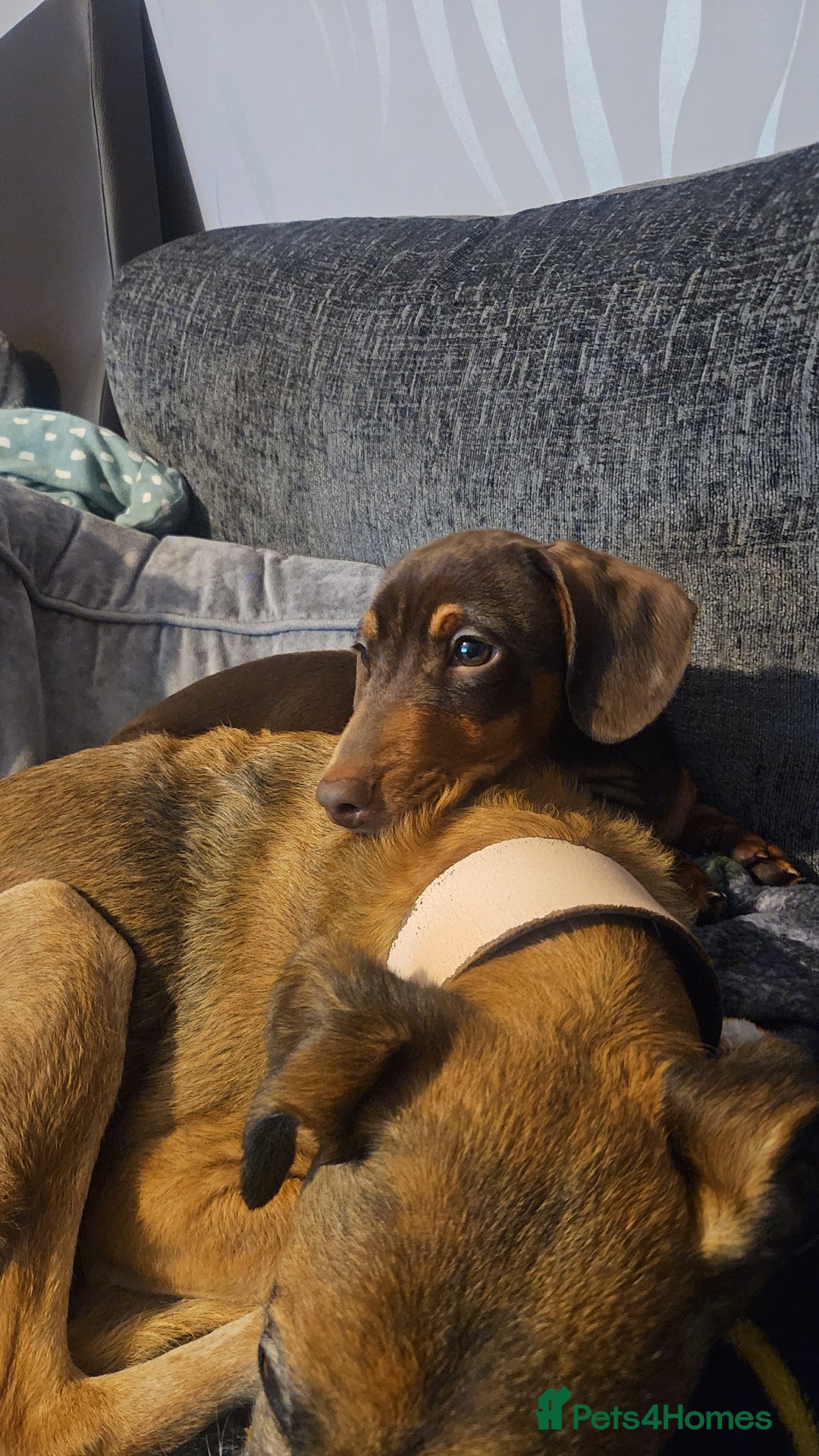 Miniature Dachshund dogs for stud: STUD available  - Image 26