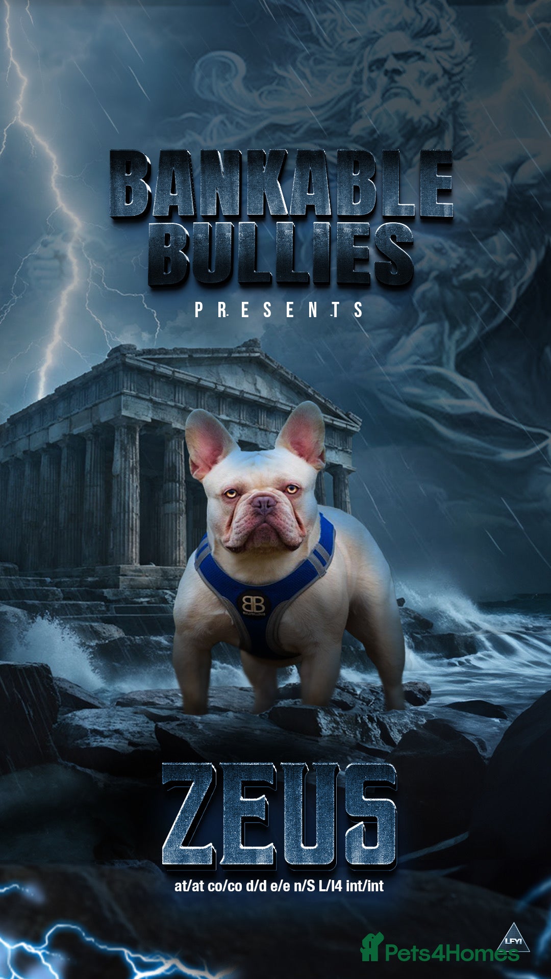 French Bulldog dogs Bankable bullies zeus - Advert 2