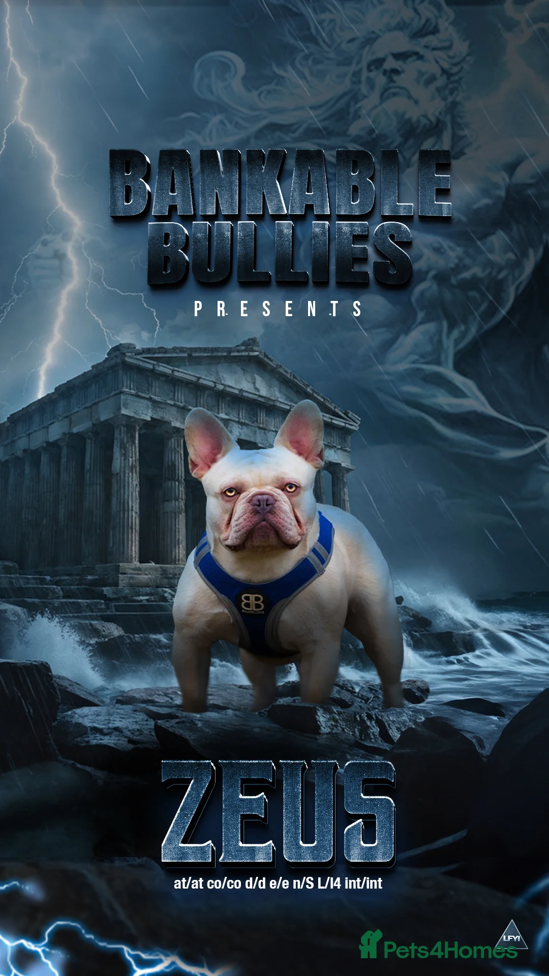 French Bulldog dogs for stud: Bankable bullies zeus in Edinburgh - Advert 1