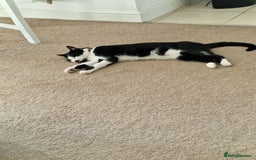 Mixed Breed cats for sale: Adorable Bonzo needs a loving home - Image 2