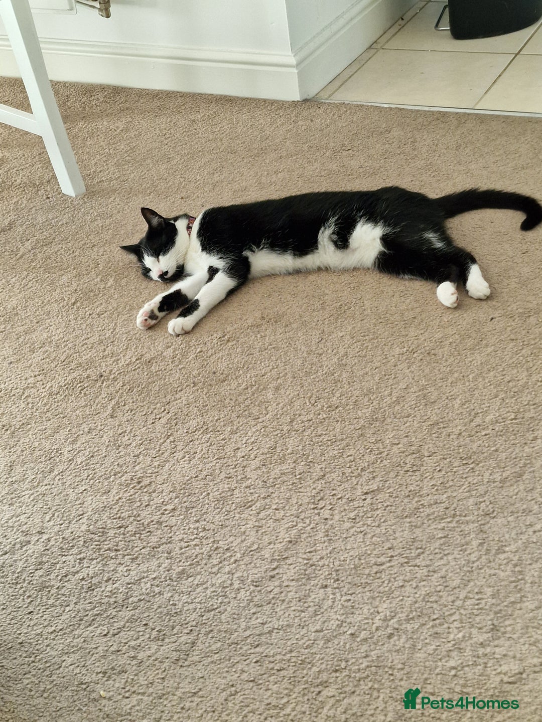 Mixed Breed cats for sale: Adorable Bonzo needs a loving home - Image 2