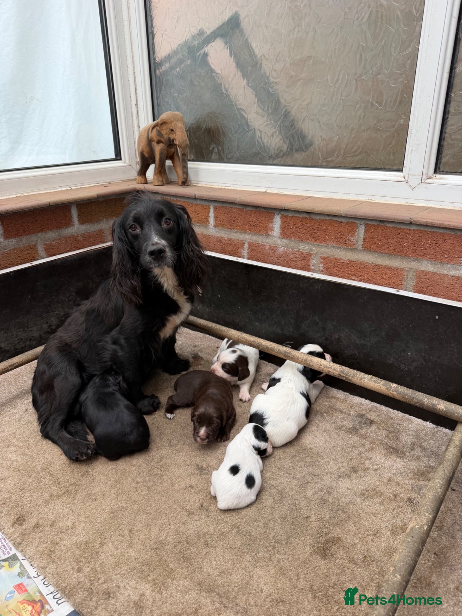 Sprocker dogs Health tested sprockers  - Advert 1