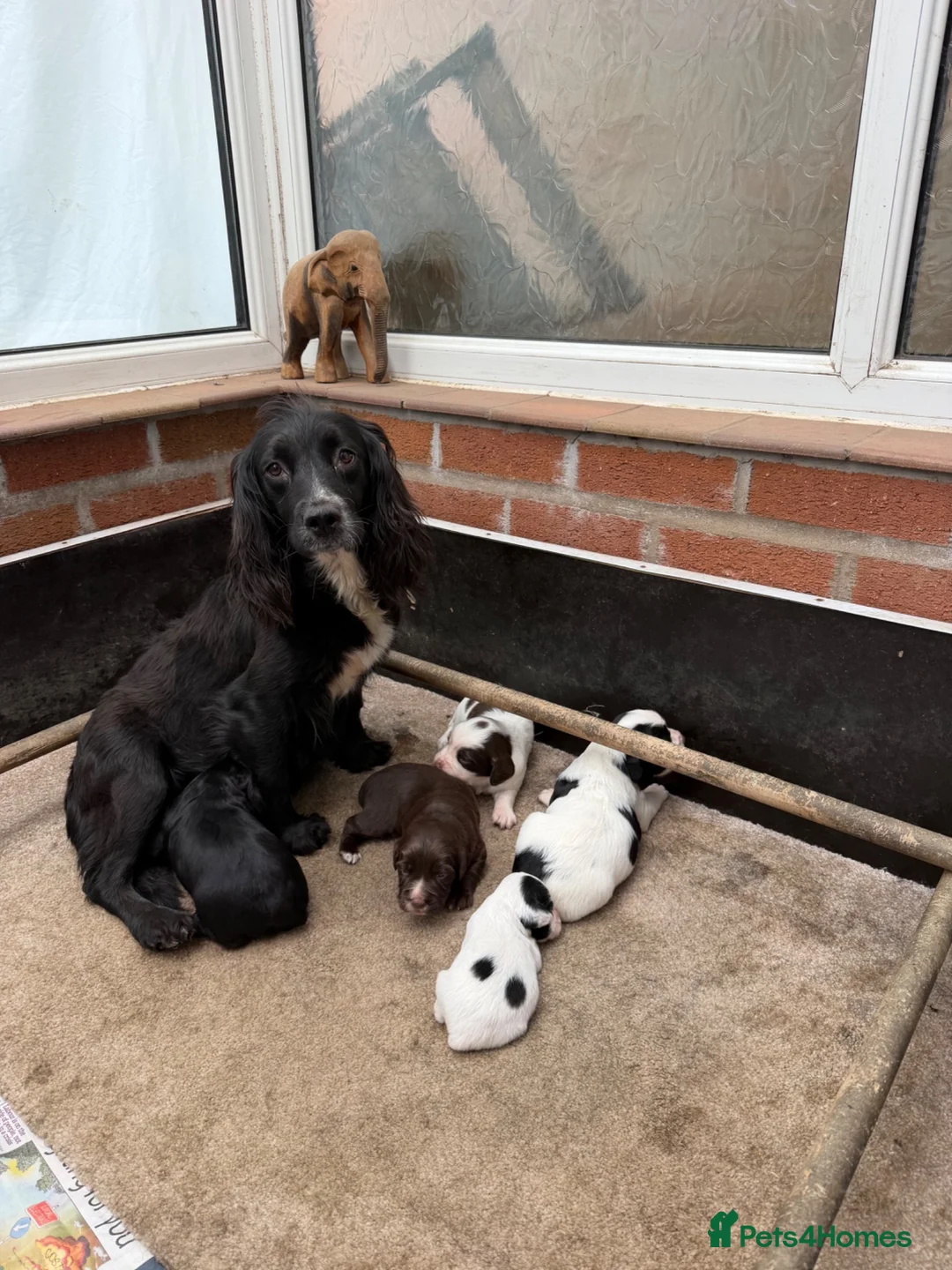 Sprocker dogs for sale: Health tested sprockers  - Advert 1