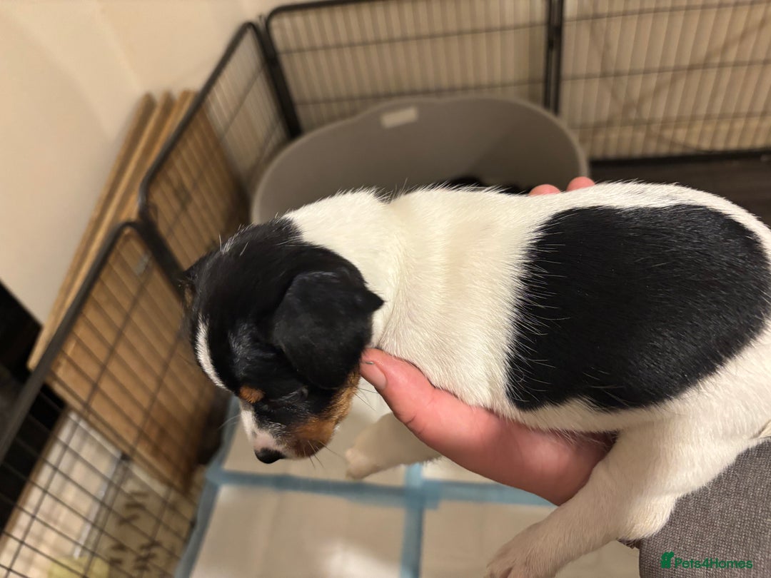 Jack Russell dogs for sale: Beautiful Jack Russell puppies  - Advert 14