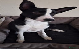 Border Collie dogs for sale: 16 week old female border collie for sale  - Image 3