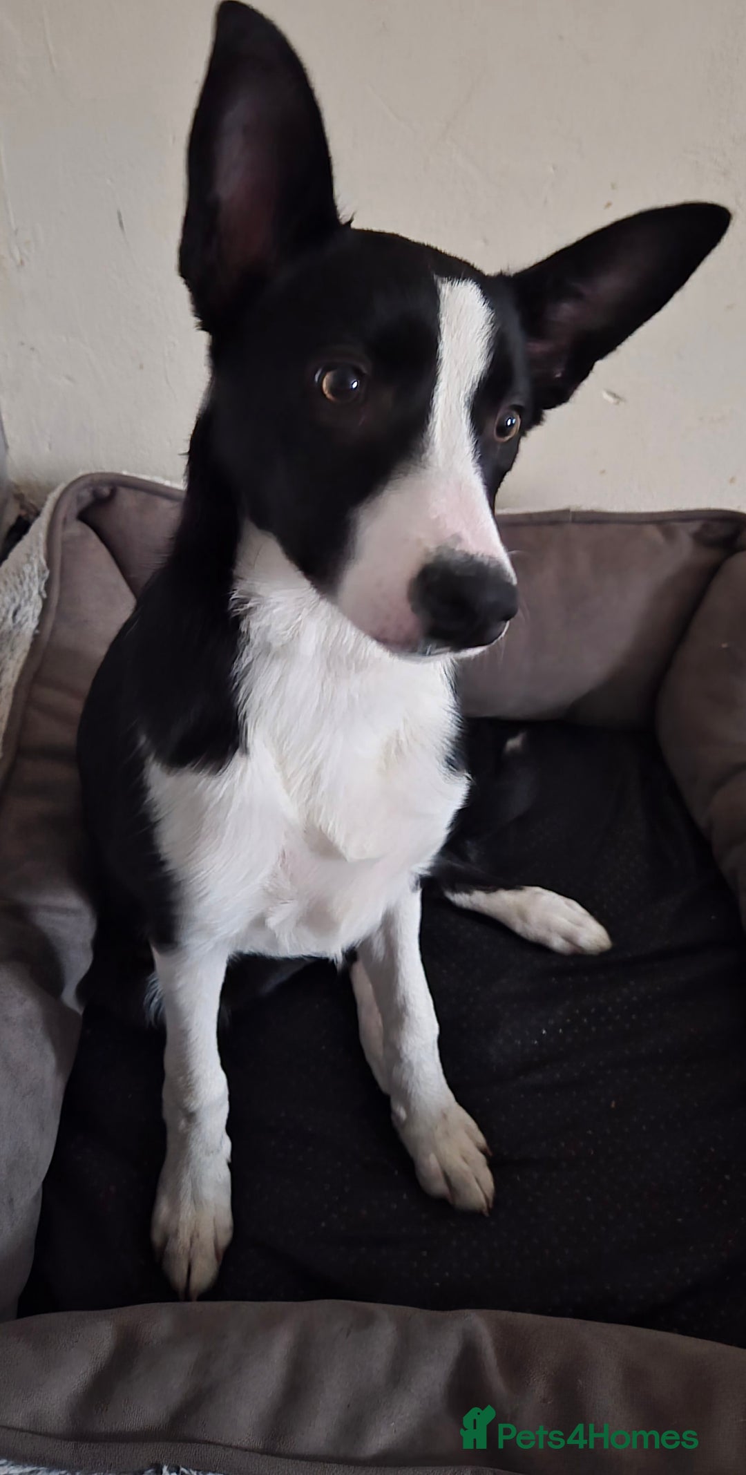 Border Collie dogs for sale: 16 week old female border collie for sale  - Image 3