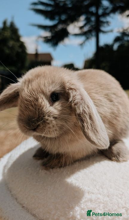 Mini Lop rabbits Gorgeous Female Mini Lop  - Advert 4