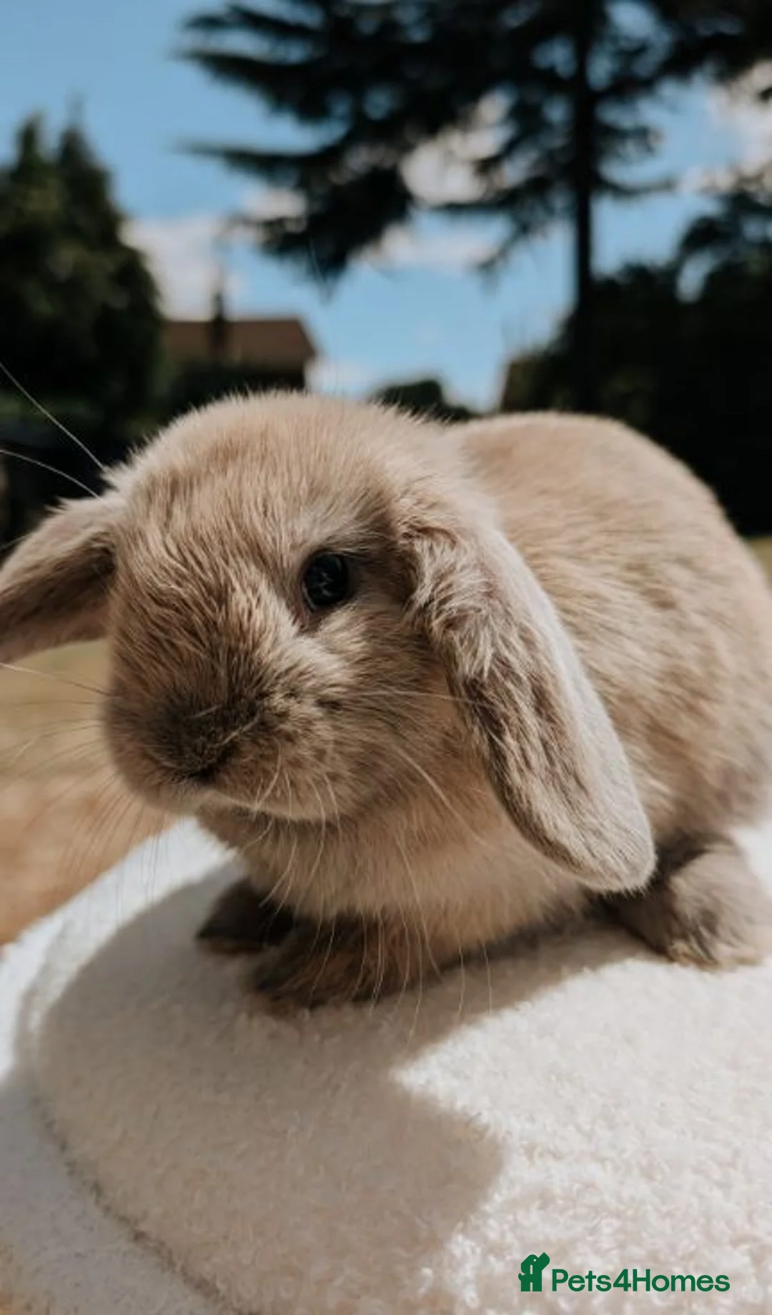 Mini Lop rabbits for sale: Gorgeous Female Mini Lop  - Advert 2