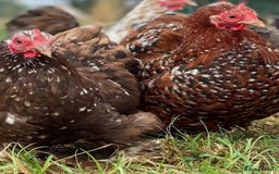 Mixed Breed birds for sale: Point of lay Hens & Pullets – VARIOUS BREEDS 🦚  - Image 26
