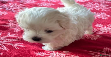 Maltese dogs KC Registred Maltese puppies  - Advert 15