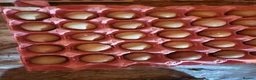 Pheasants poultry for sale: Fertile Pheasant Eggs in Leamington Spa - Advert 2