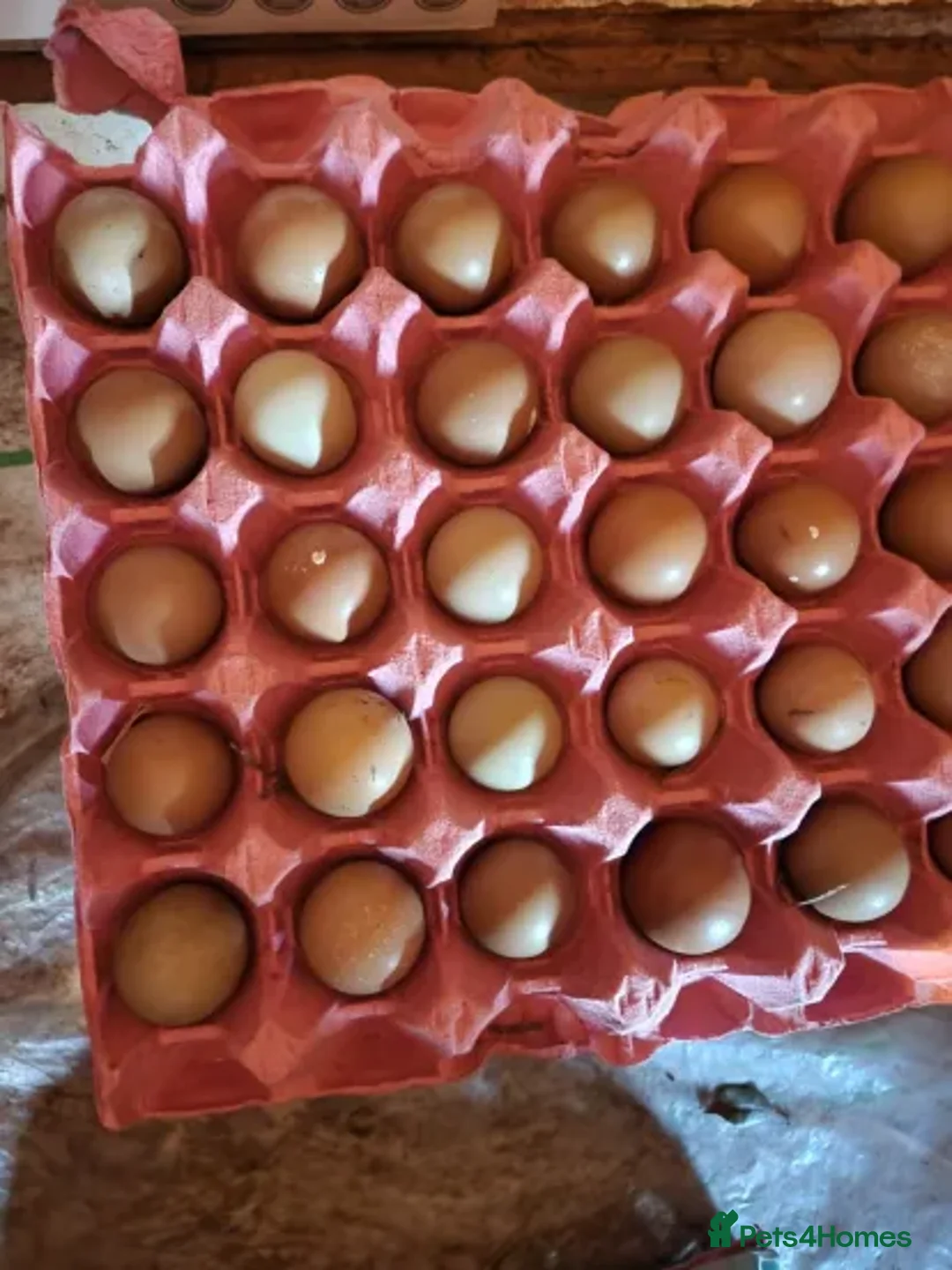 Pheasants poultry for sale: Fertile Pheasant Eggs in Leamington Spa - Advert 2