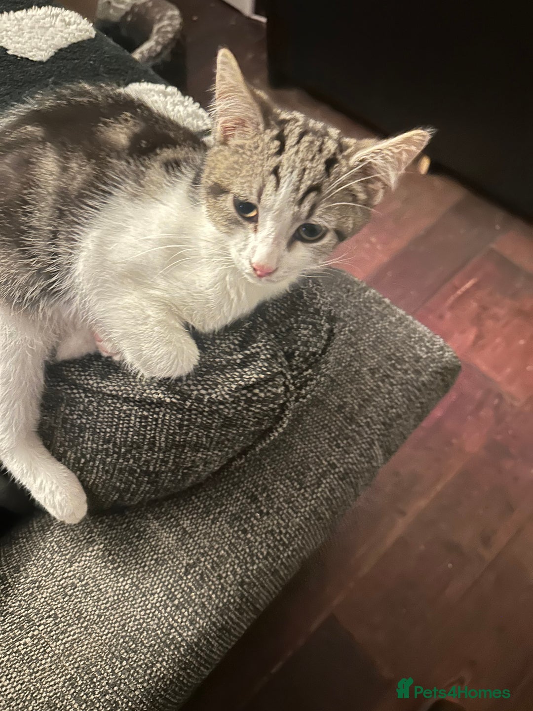 Mixed Breed cats for sale: Kittens for sale - Image 6