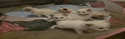 Ragdoll cats for sale: Pure ragdoll kittens  - Advert 11