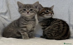 British Shorthair cats for sale: British shorthair kittens *ready now* - Image 5