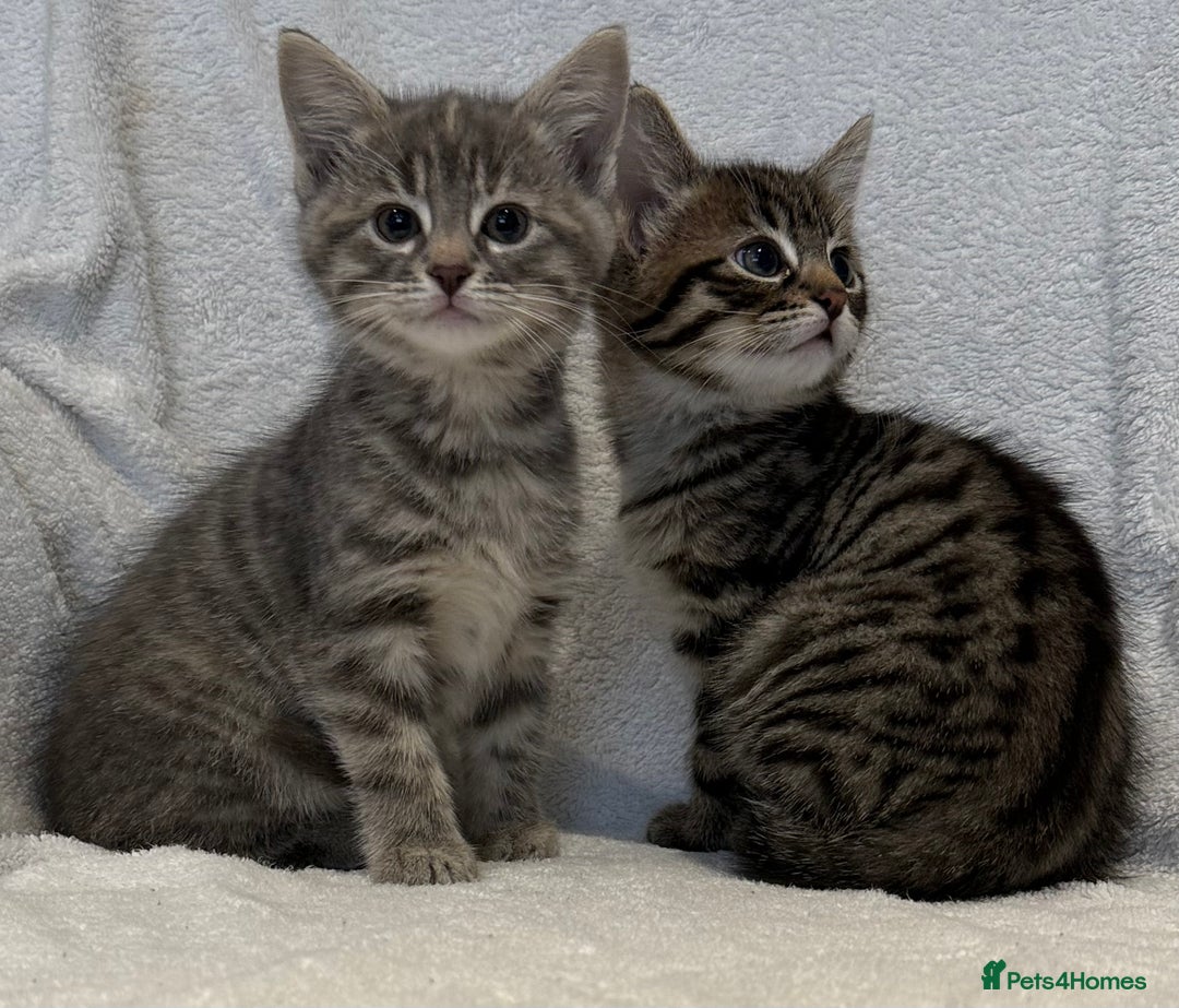 British Shorthair cats for sale: British shorthair kittens *ready now* - Image 5